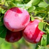Комплект 5шт / Алыча Евгения (Ранняя/Красная): фото и описание