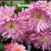 Комплект 5шт / Хризантема Метеорит: фото и описание