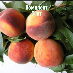 Комплект 5шт / Персик Крымский фейерверк