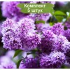 Комплект 5шт / Сеянец Сирень обыкновенная Сенсация (50 - 70 см.): фото и описание