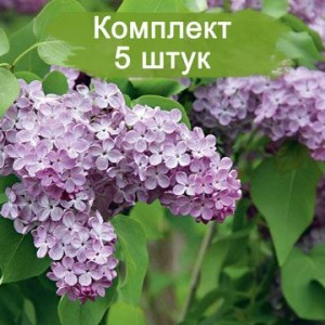 Комплект 5шт / Сирень Lavander Lady