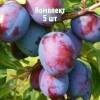 Комплект 5шт / Слива Волжская красавица: фото и описание
