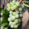 Комплект 5шт / Виноград Виорика: фото и описание