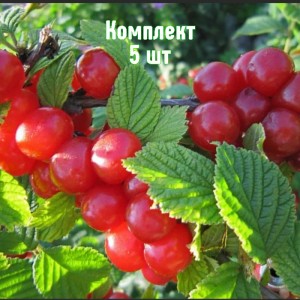 Комплект 5шт / Вишня войлочная Розовая Урожайная