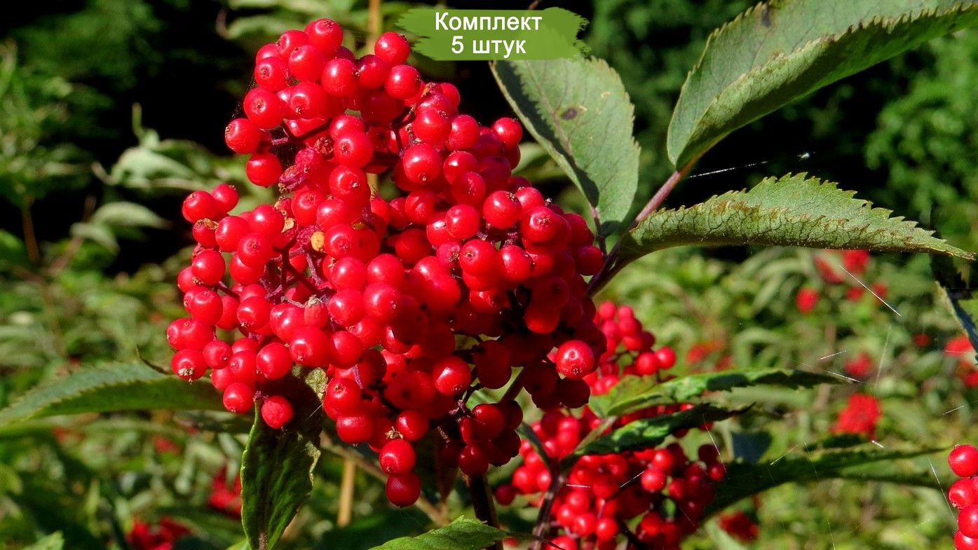 Бузина красная. Бузина красная Sambucus. Бузина красная съедобная. Бузина кистистая кустарник. Бузина красная ядовитое растение.