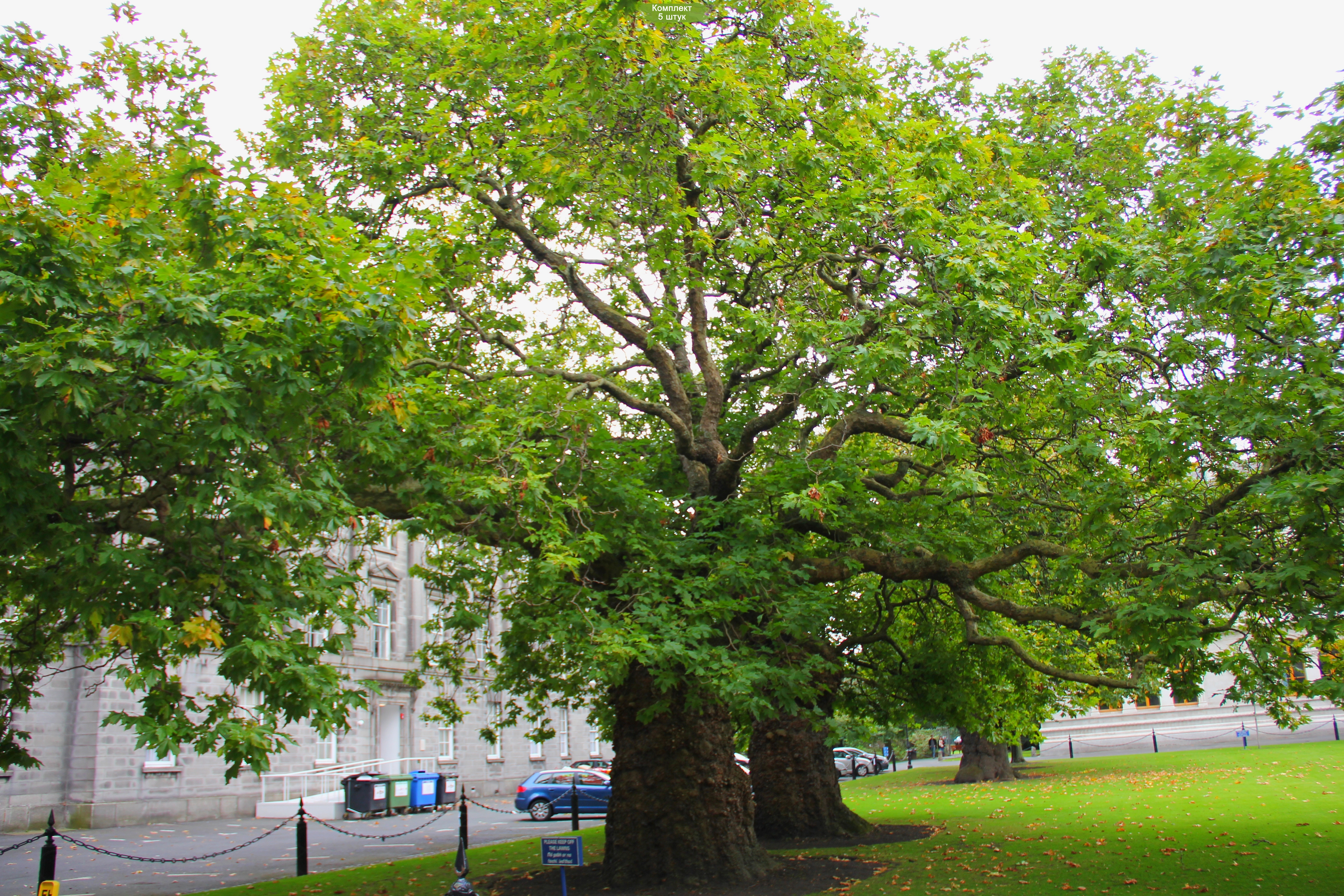 Чинар дерево фото. Платан Восточный (Platanus orientalis). Платан Восточный (Чинар). Platanus orientalis дерево. Платан Чинар дерево.